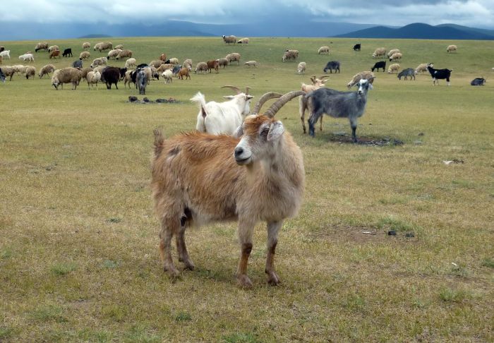 Central Mongolia and nomadic steppes