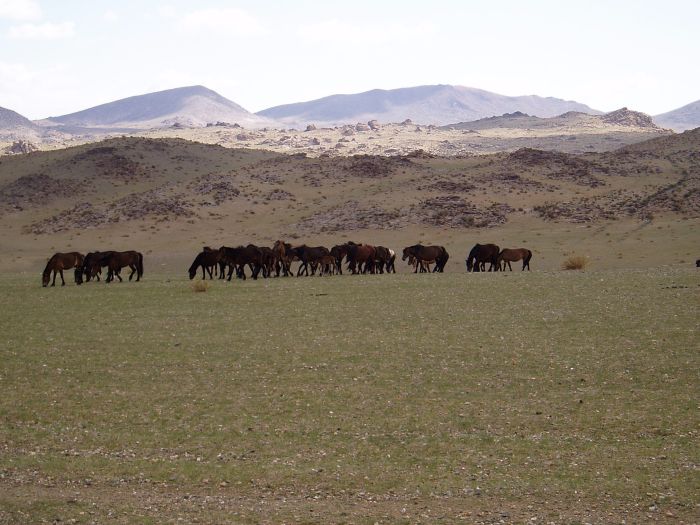 Altai Mountains: In the land of the eagles