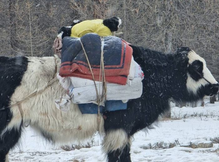 Winter magic in the Khenti Mountains