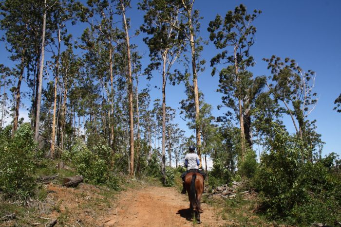 Comboyne plateau and beach ride