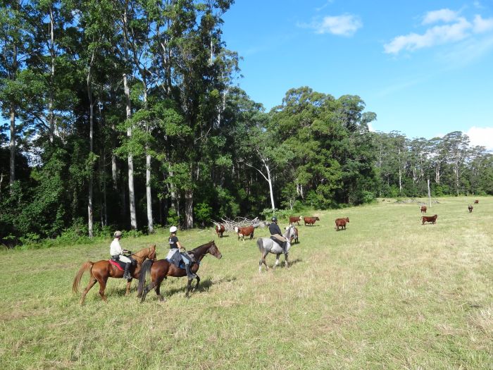 Comboyne plateau and beach ride