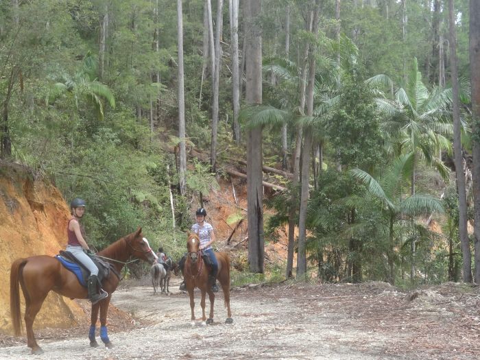 Comboyne plateau and beach ride