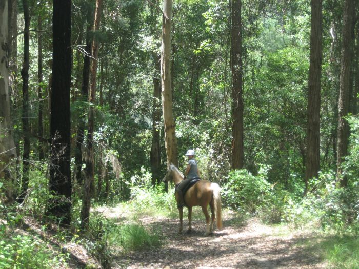 Comboyne plateau and beach ride