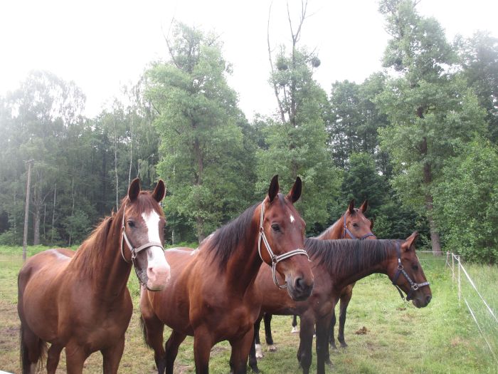 Star rides in West Pomerania