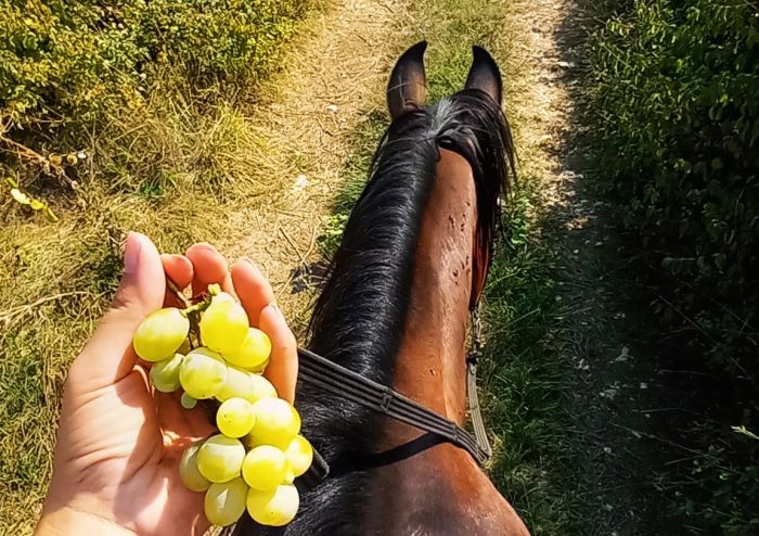 Riding holiday in Herzegovina