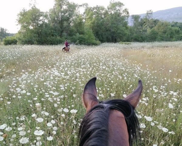Riding holiday in Herzegovina