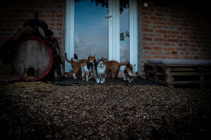 Western riding in Hungary