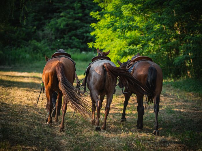 Western riding in Hungary