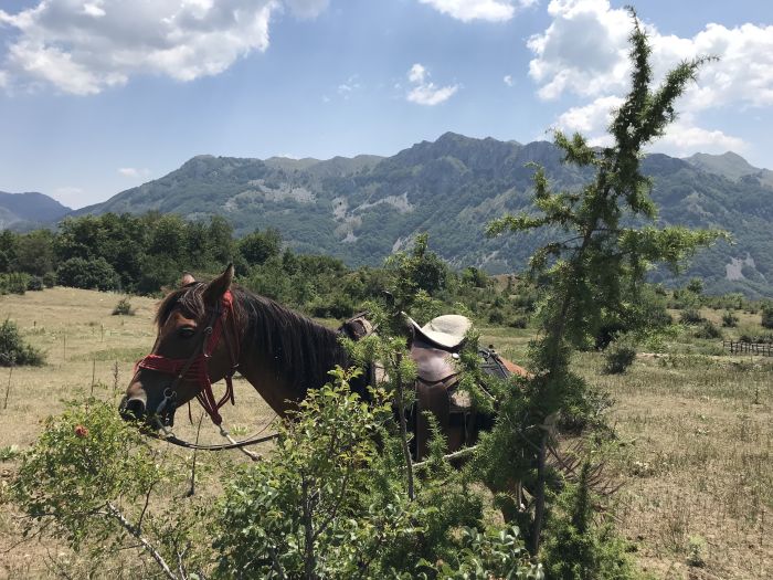 On the trail of the Miyak
