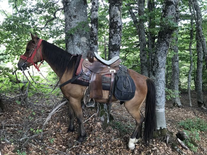 On the trail of the Miyak
