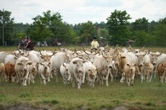 Star rides through the Hungarian steppe (7/5 days)