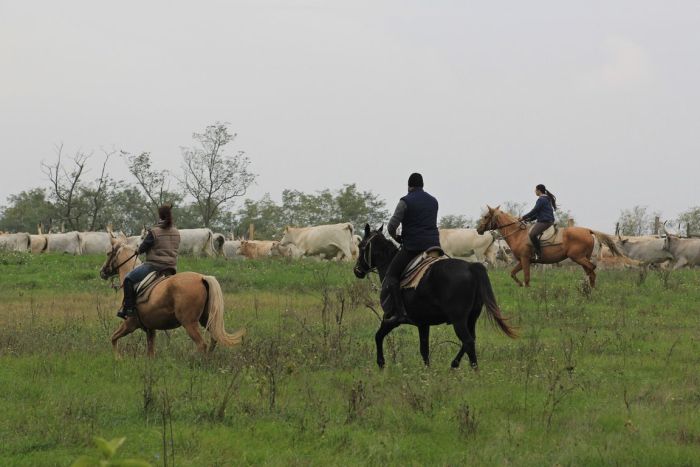 Star rides through the Hungarian steppe (7/5 days)