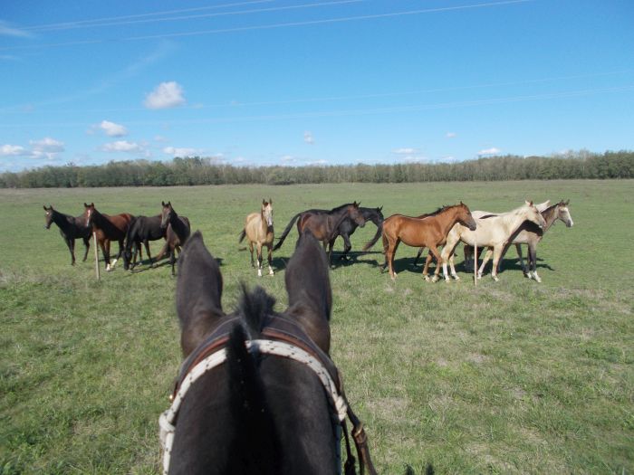 Star rides through the Hungarian steppe (7/5 days)