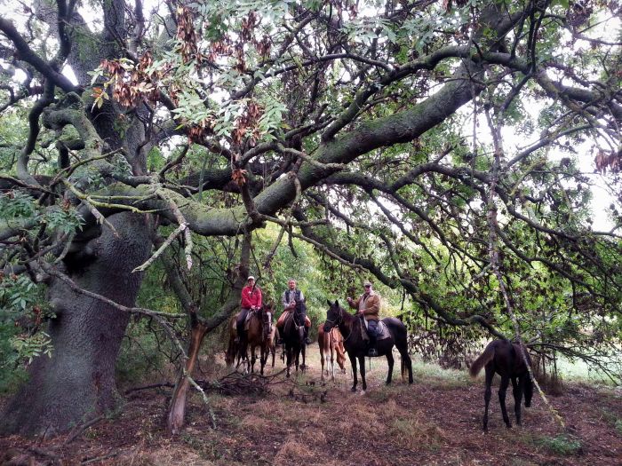 Star rides through the Hungarian steppe (7/5 days)