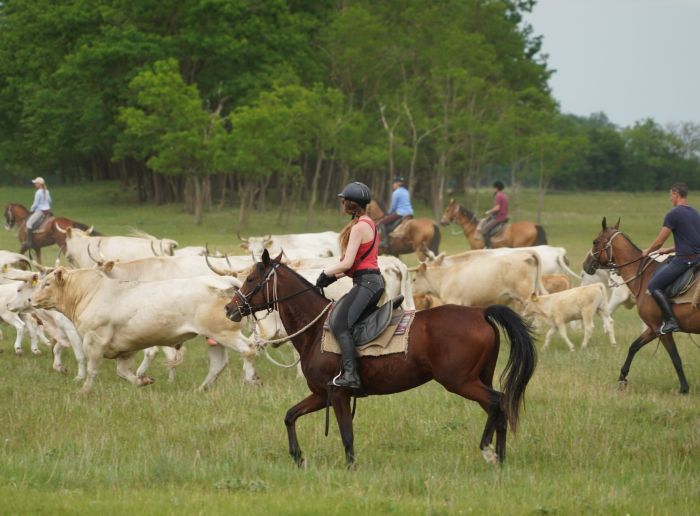 Star rides through the Hungarian steppe (7/5 days)