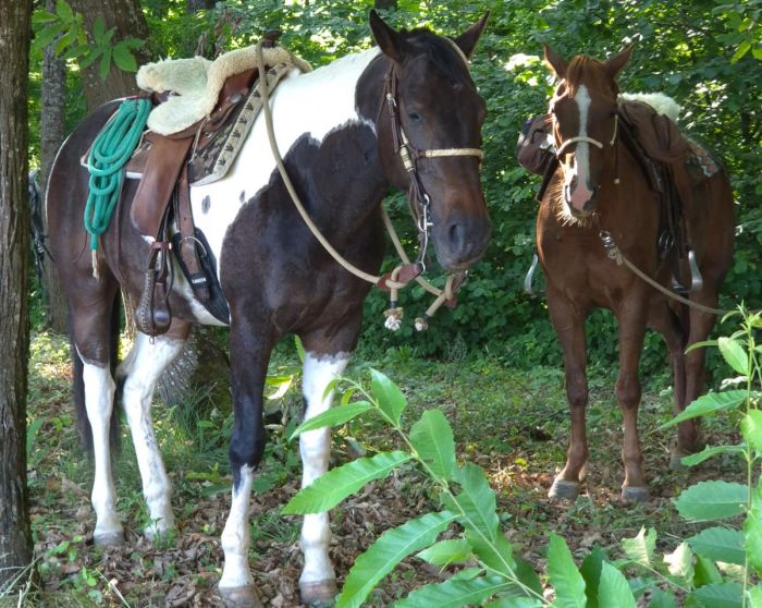 Star rides in the Plitvice region
