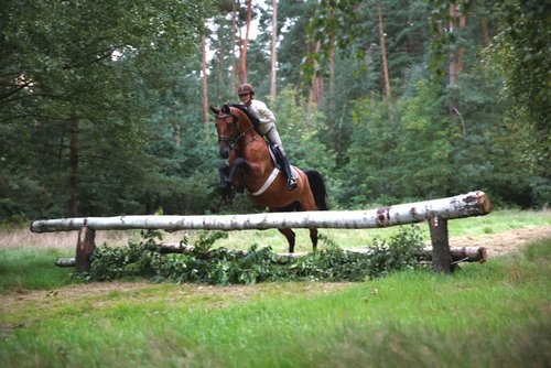 Vacation with your own horse/rental horse in the moor