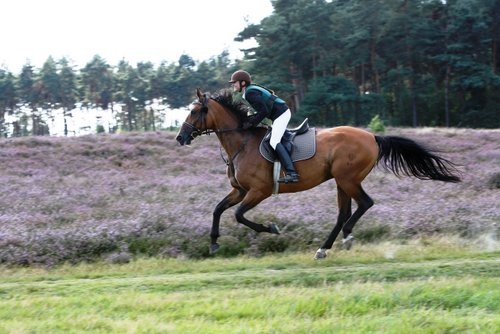 Vacation with your own horse/rental horse in the moor