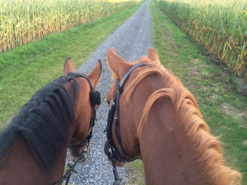 Vacation with your own horse/rental horse in the moor