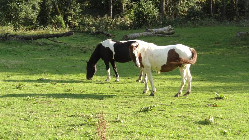 Western riding in the Bavarian Forest
<h3 class=