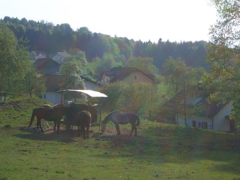 Western riding in the Bavarian Forest
<h3 class=