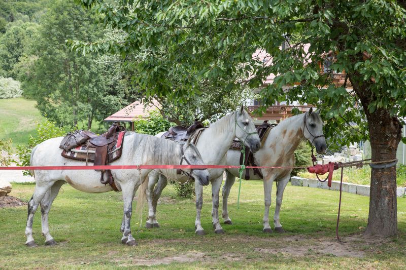 Western riding in the Bavarian Forest
<h3 class=