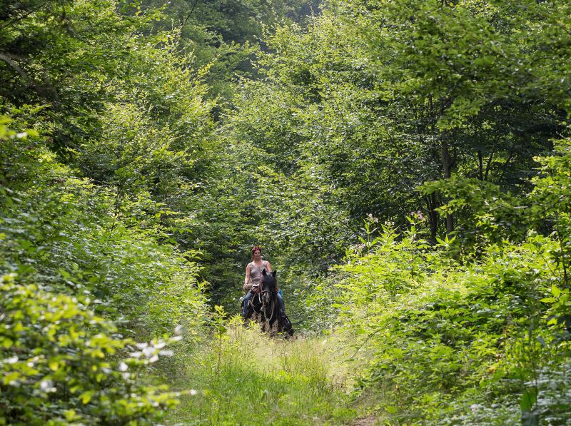 Western riding in the Bavarian Forest
<h3 class=