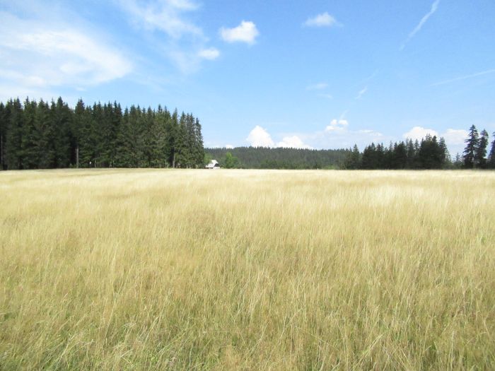 Black Forest Trail and Schluchsee Trail
