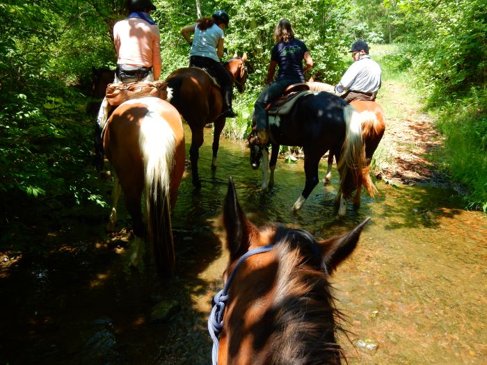 Black Forest Trail and Schluchsee Trail