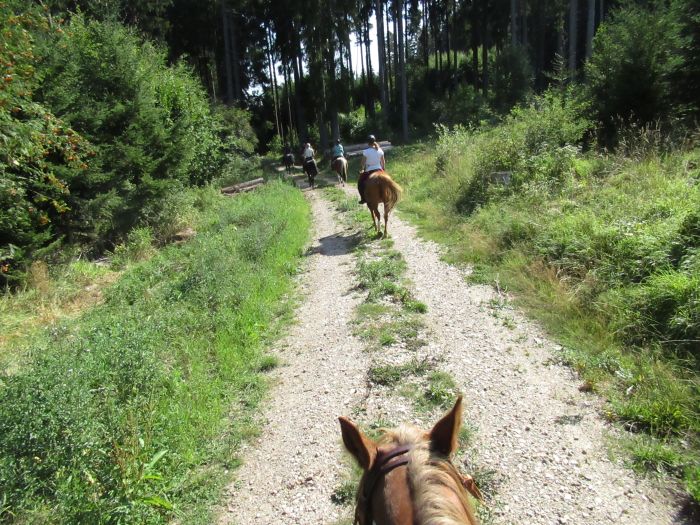 Black Forest Trail and Schluchsee Trail