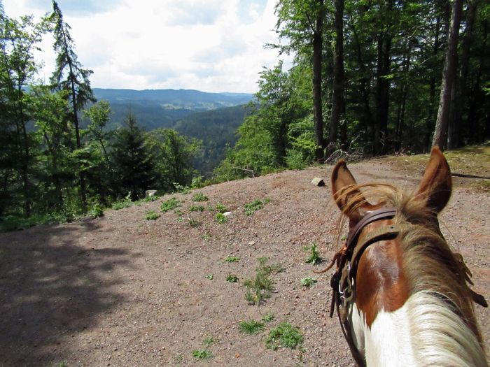 Black Forest Trail and Schluchsee Trail