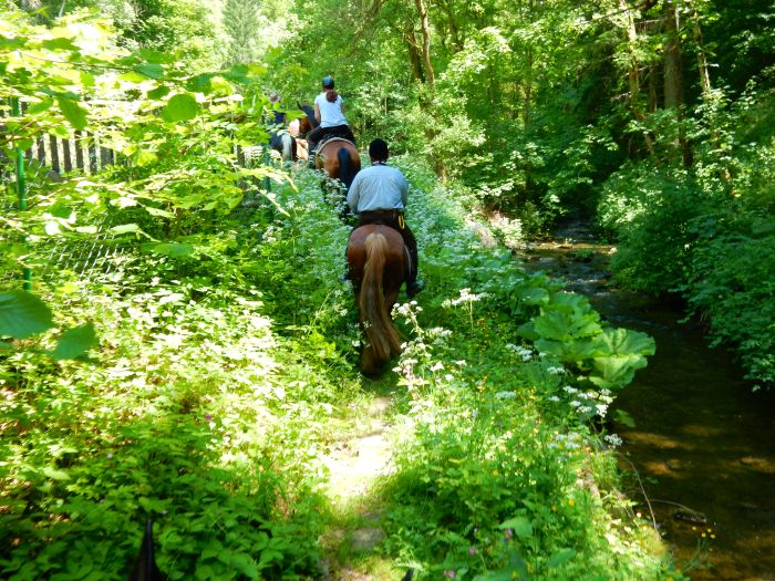 Black Forest Trail and Schluchsee Trail
