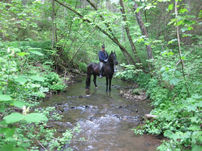 Family-run riding stable in the southern Black Forest