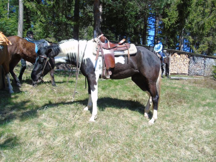Family-run riding stable in the southern Black Forest