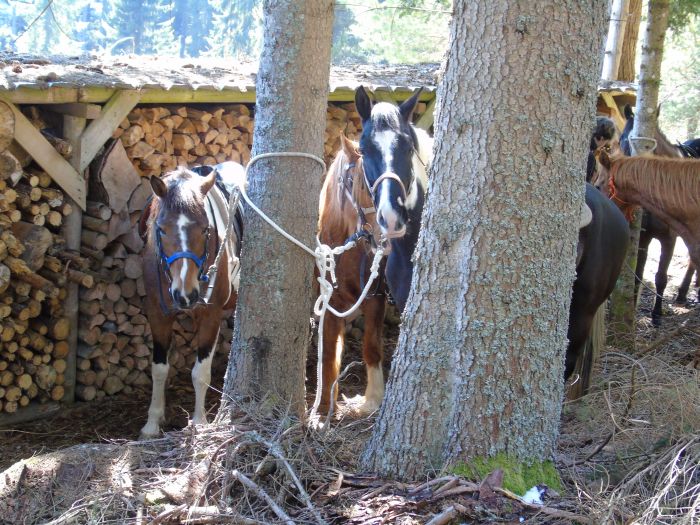 Family-run riding stable in the southern Black Forest