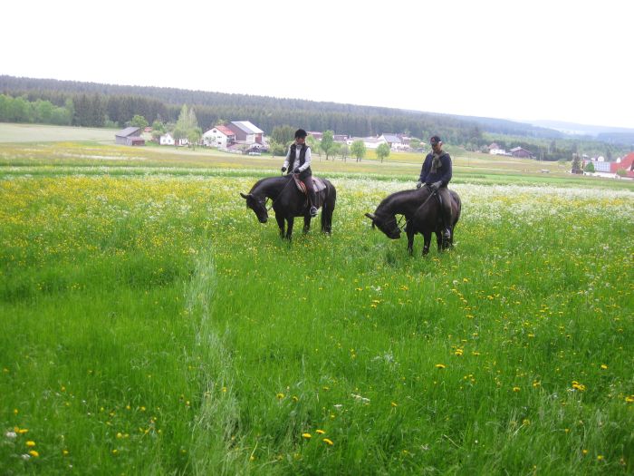 Family-run riding stable in the southern Black Forest