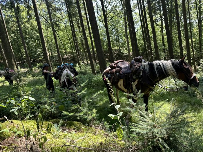 Trail rides in Hunsrück and Northern Palatine