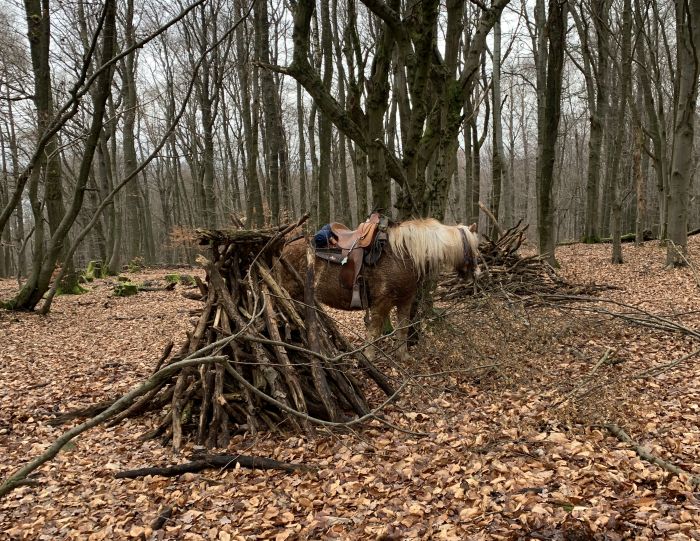 Trail rides in Hunsrück and Northern Palatine