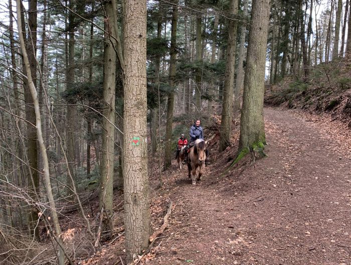 Trail rides in Hunsrück and Northern Palatine