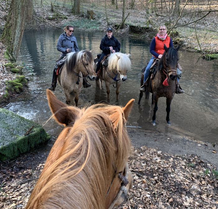 Trail rides in Hunsrück and Northern Palatine
