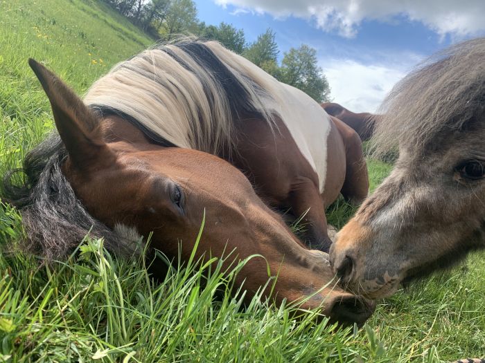 Trail rides in Hunsrück and Northern Palatine