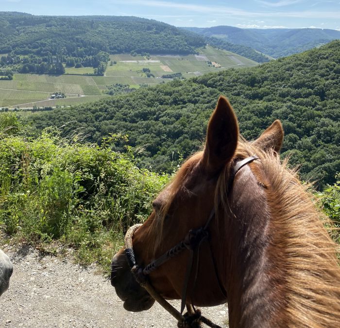 Trail rides in Hunsrück and Northern Palatine