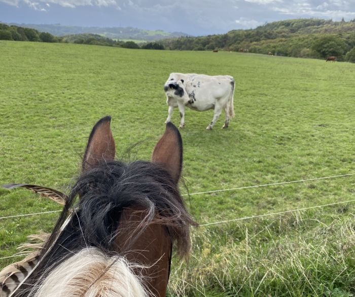Trail rides in Hunsrück and Northern Palatine