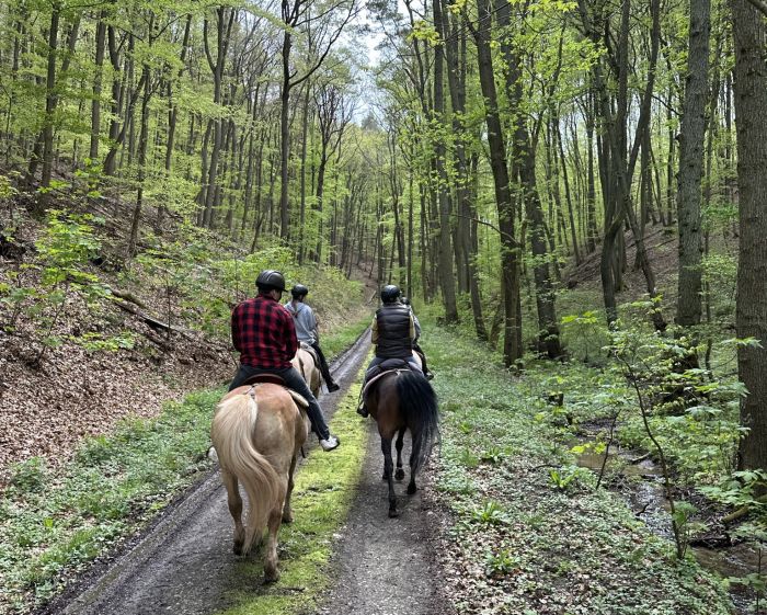 Trail rides in Hunsrück and Northern Palatine