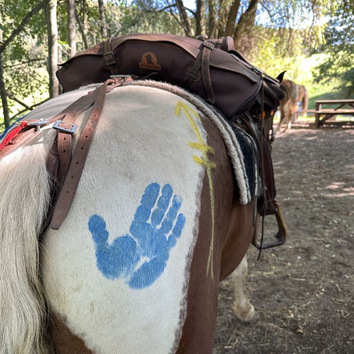 Trail rides in Hunsrück and Northern Palatine