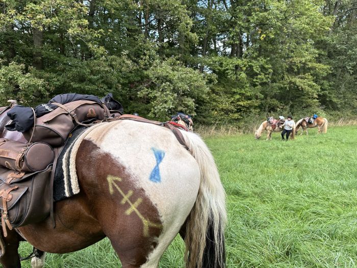 Trail rides in Hunsrück and Northern Palatine