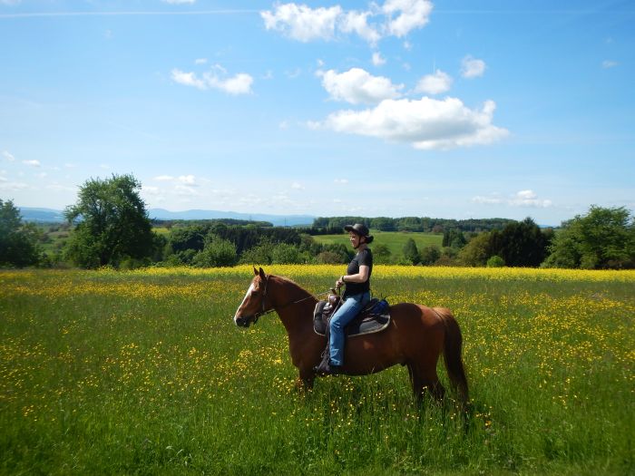 Trail rides in Hunsrück and Northern Palatine
