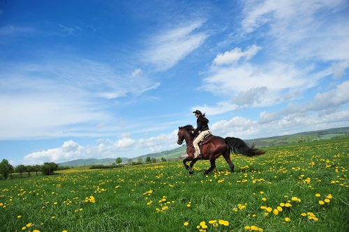 Western riding vacation in the Rhön