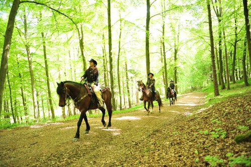 Western riding vacation in the Rhön