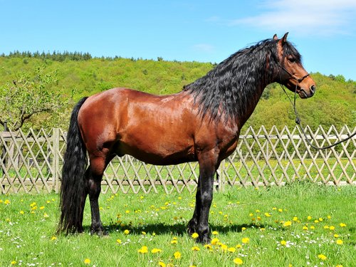Western riding vacation in the Rhön